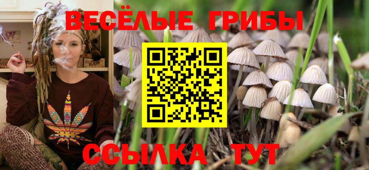 Псилоцибиновые грибы Psilocybe Анапа